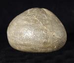 Micraster brevis DESOR in AGASSIZ & DESOR 1847 - Bild © FossNet FossilienStore